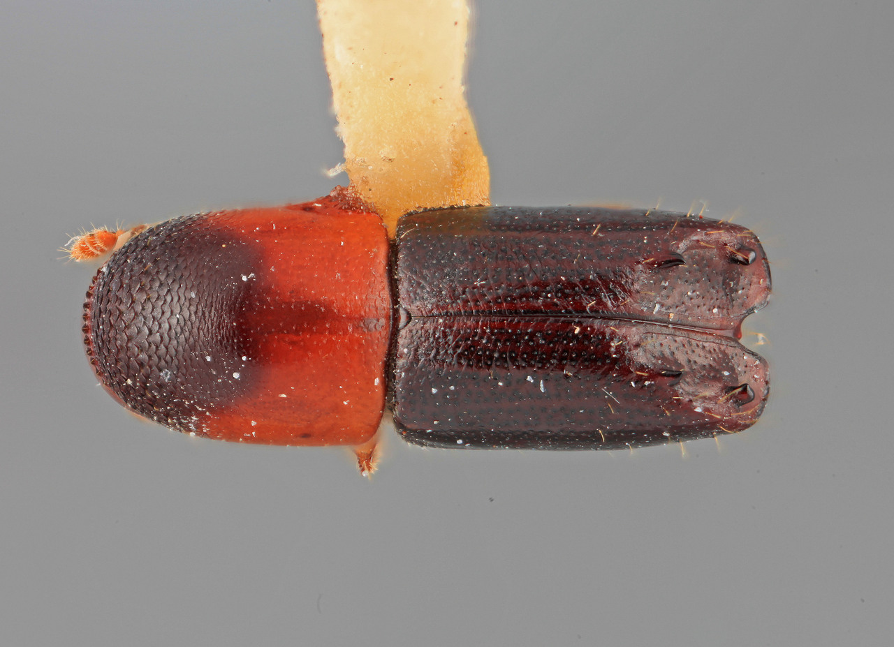 Genus / Species: Tricolus nayaritensis | Image Author: SM Smith | Location: México, Nayarit, Tepic,  4 mi (6 km) W | Image Type: holotype | Collection: Entomology