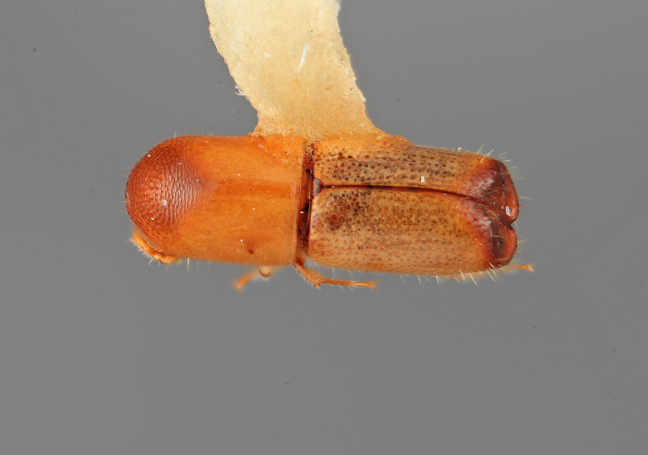 Genus / Species: Monarthrum insidiosum | Image Author: SM Smith | Location: Venezuela, Mérida, El Vigía, 20 km SW | Image Type: holotype | Collection: Entomology