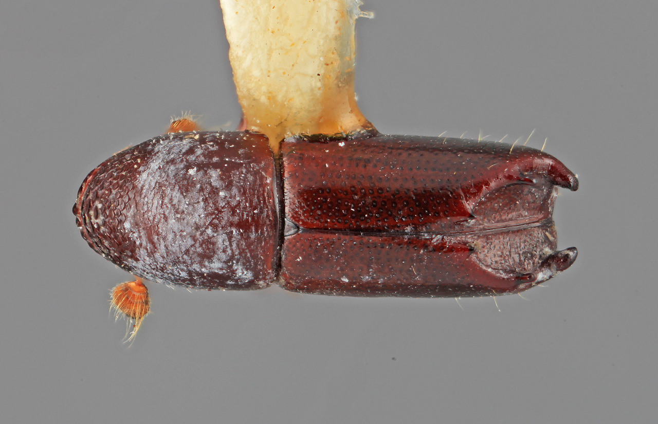 Genus / Species: Tricolus peltatus | Image Author: SM Smith | Location: Panamá, Chiriquí, Cerro Punta | Image Type: holotype | Collection: Entomology