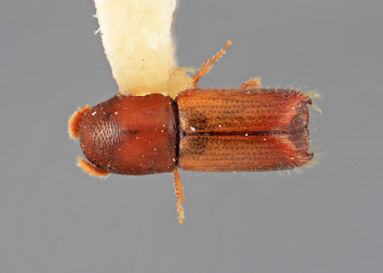Genus / Species: Monarthrum desum | Image Author: SM Smith | Location: México, Michoacán, Morelia, 25 km E | Image Type: holotype | Collection: Entomology