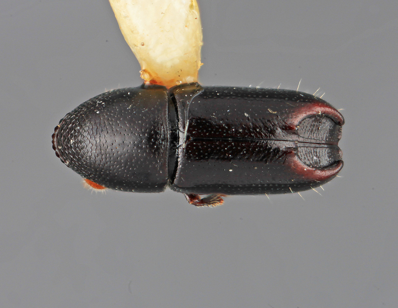 Genus / Species: Tricolus parsus | Image Author: SM Smith | Location: Costa Rica, Cartago, Cartago, 15 km SE | Image Type: holotype | Collection: Entomology