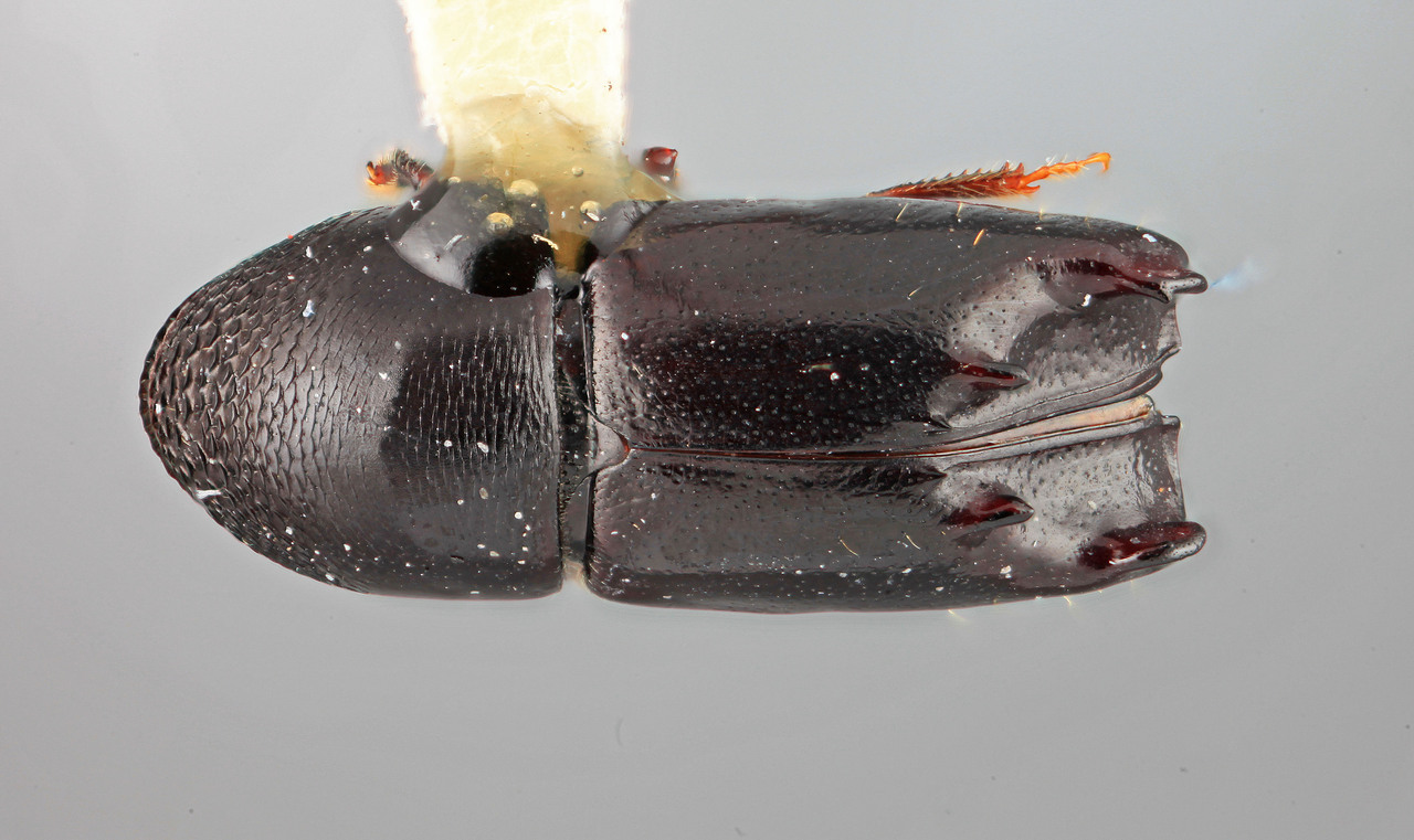 Genus / Species: Tricolus amplus | Image Author: SM Smith | Location: México, Puebla, Teziutlan, 10 km NE | Image Type: holotype | Collection: Entomology