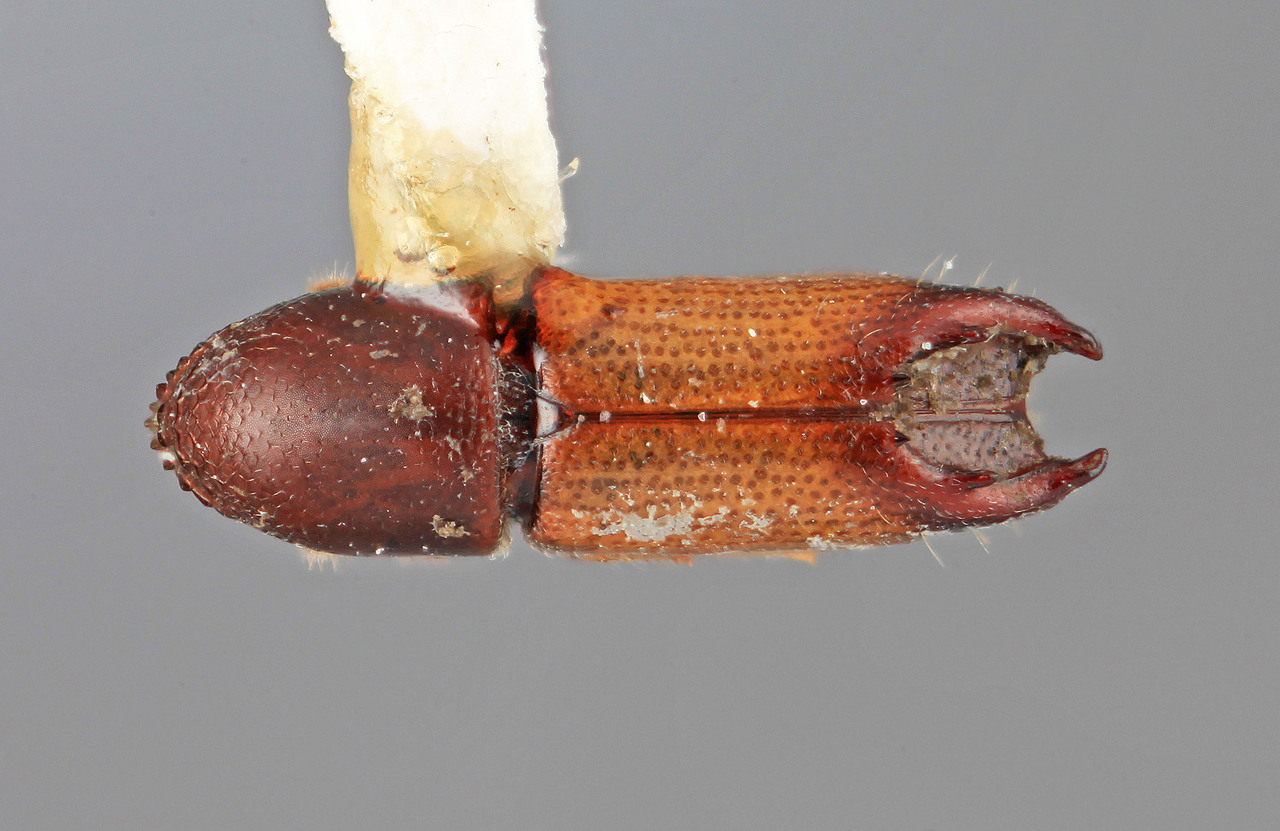 Genus / Species: Tricolus ardis | Image Author: SM Smith | Location: Costa Rica, San José, Escasú | Image Type: holotype | Collection: Entomology
