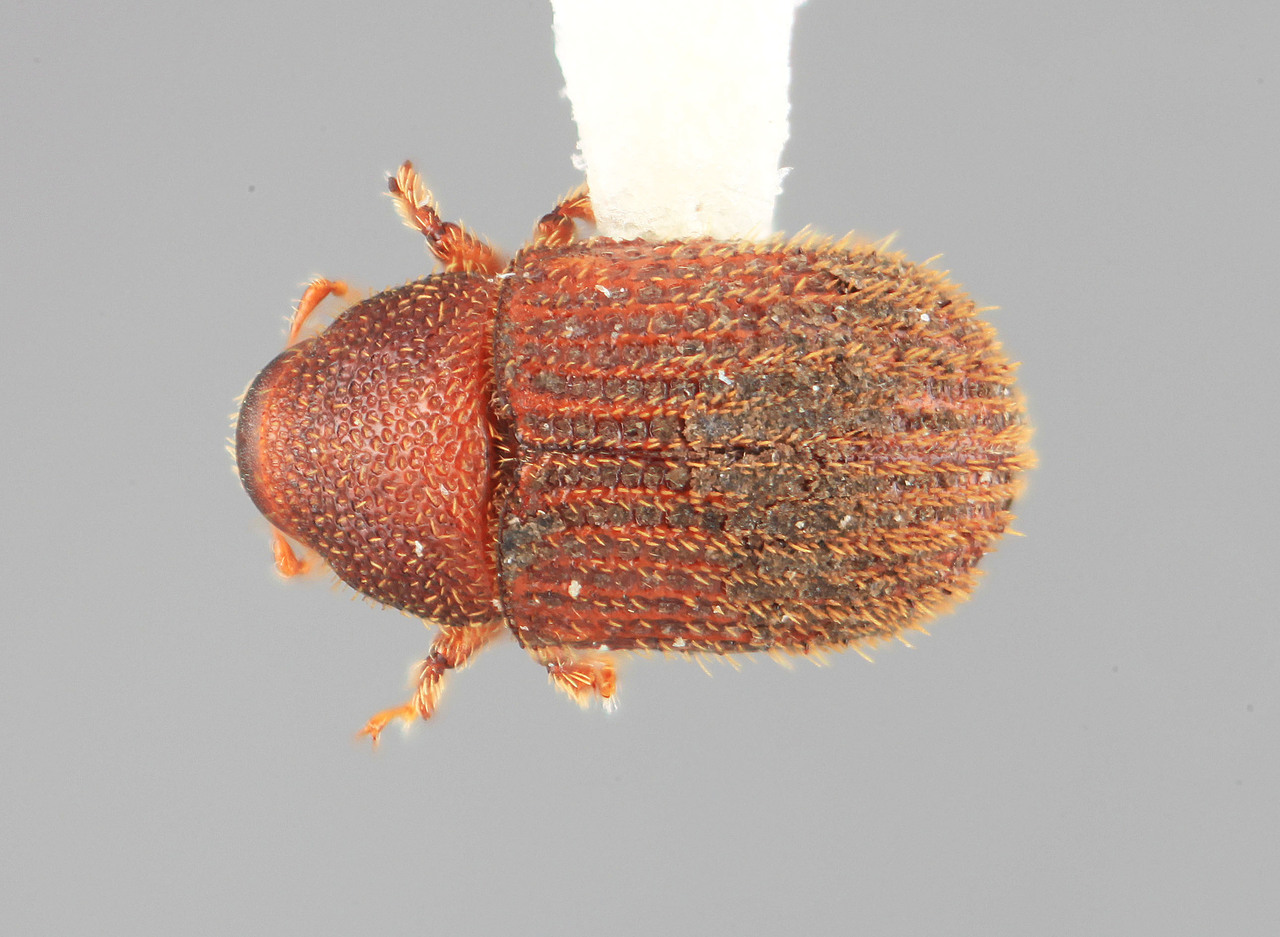 Genus / Species: Phloeotribus tetricus | Image Author: SM Smith | Location: Venezuela, Mérida, La Carbonera, 50 km NE Merida | Image Type: holotype | Collection: Entomology