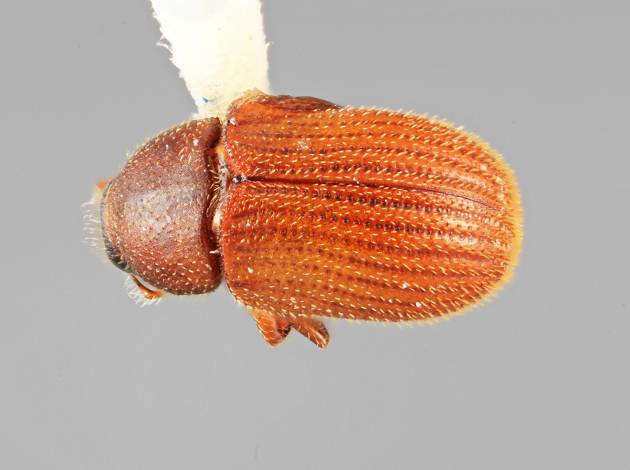 Genus / Species: Chramesus priscus | Image Author: SM Smith | Location: Venezuela, Mérida, La Carbonera, 50 km NE Merida | Image Type: holotype | Collection: Entomology
