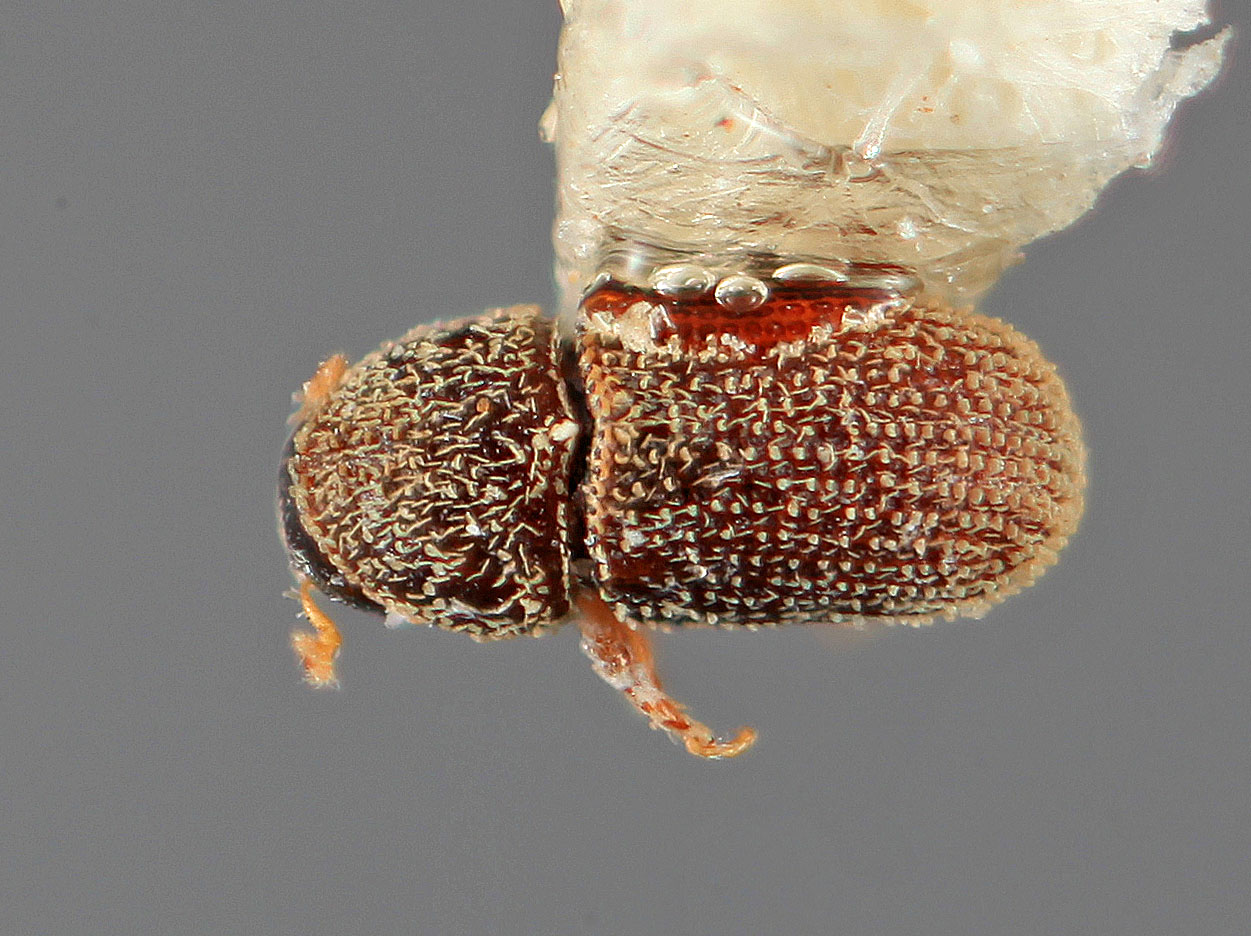 Genus / Species: Liparthrum mexicanum | Image Author: SM Smith | Location: México, Morelos, Cuernavaca | Image Type: holotype | Collection: Entomology