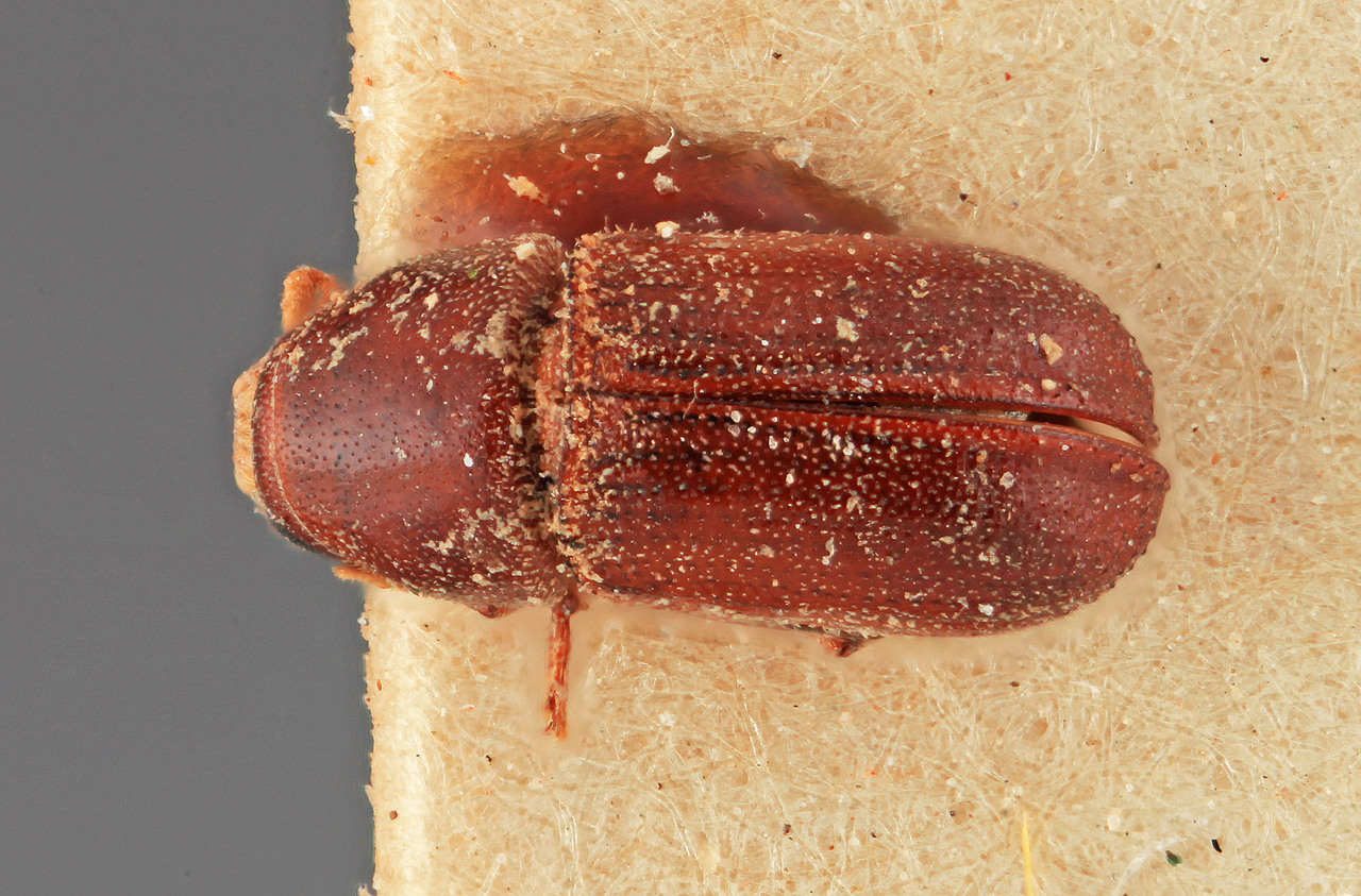 Genus / Species: Polygraphus difficilis | Image Author: SM Smith | Location: India, Uttarakhand, Sitoli, Almora | Image Type: holotype | Collection: Forest Research Institute