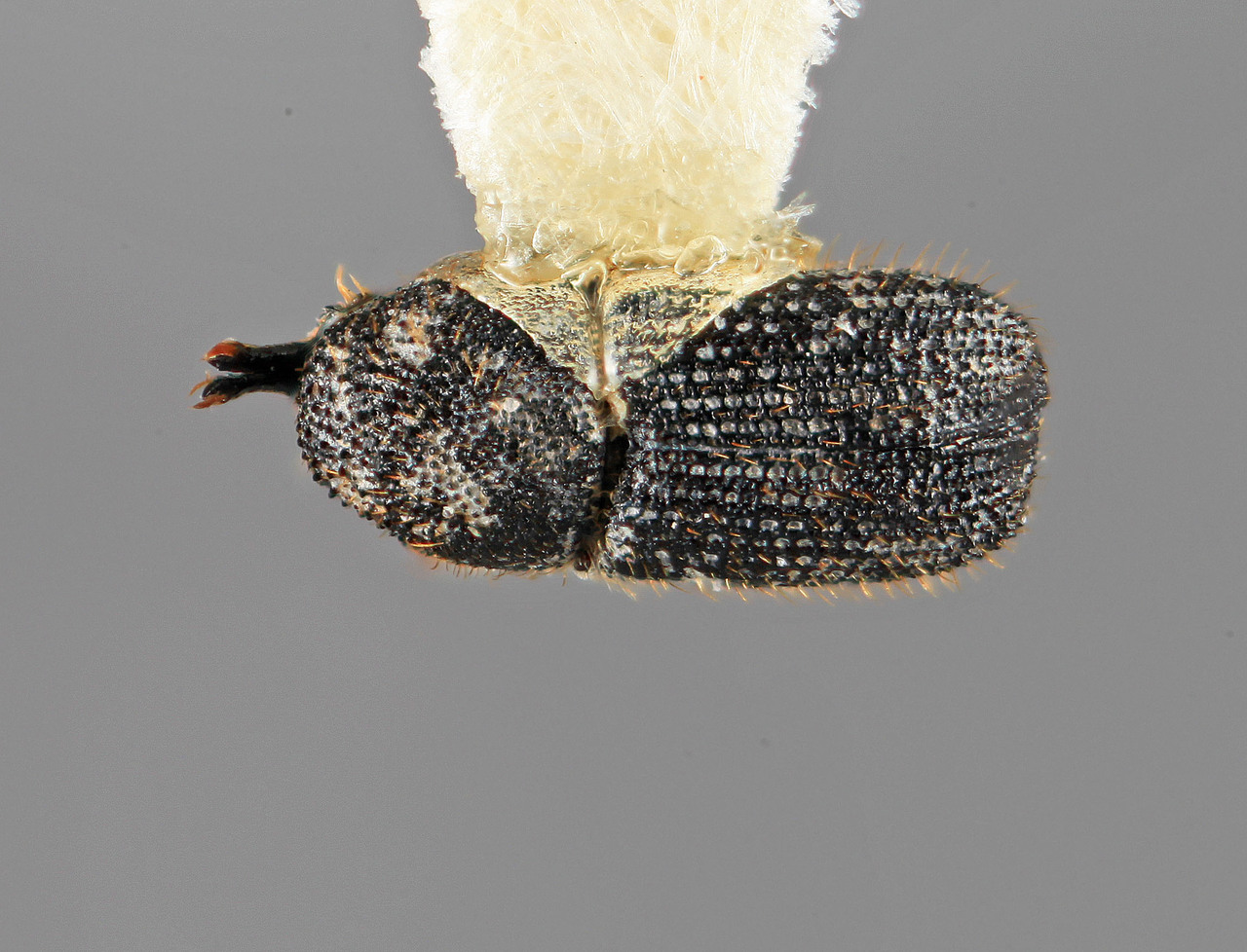Genus / Species: Cactopinus granulatus | Image Author: SM Smith | Location: México, Jalisco, Autlan | Image Type: holotype | Collection: Entomology