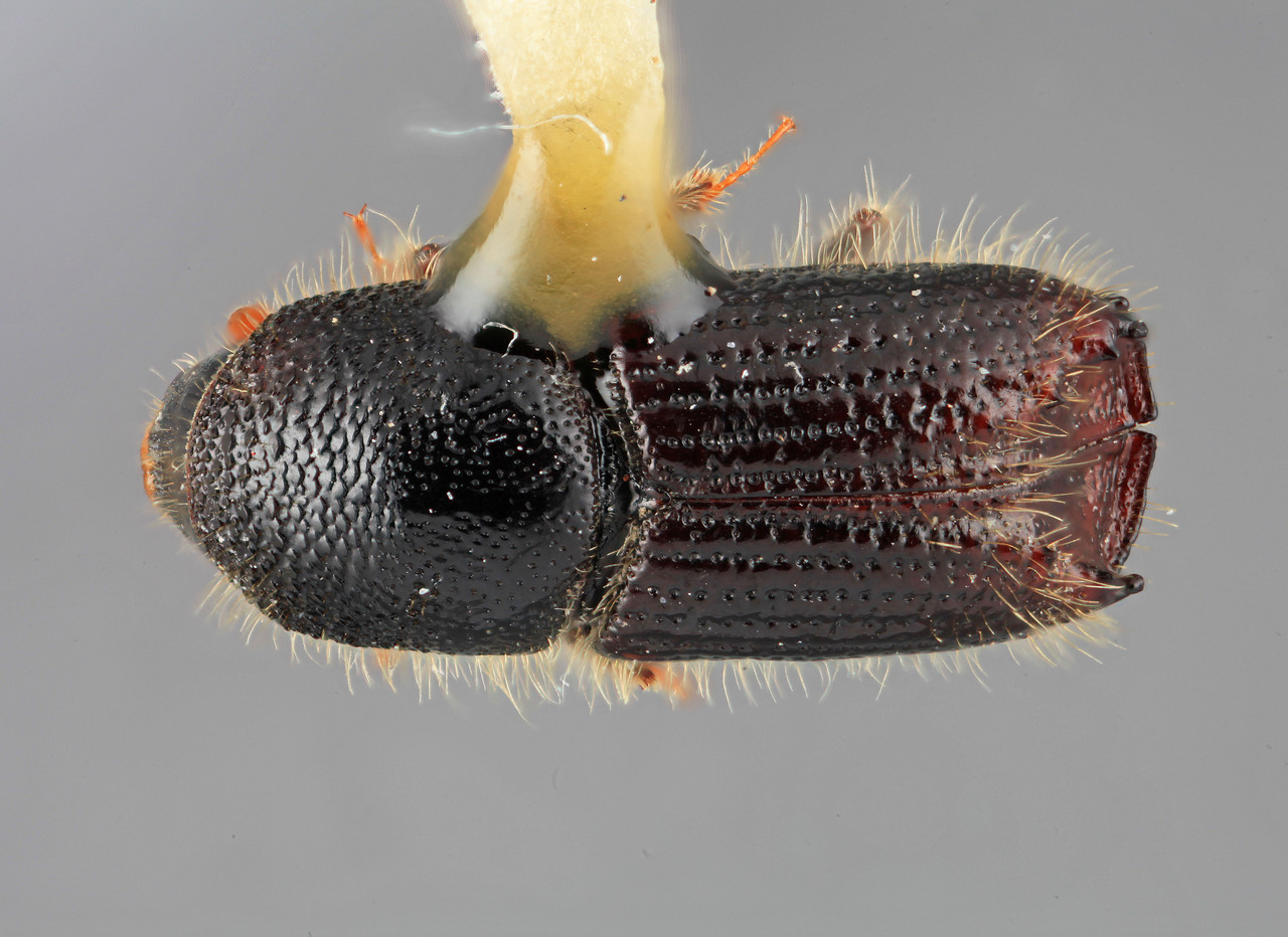 Genus / Species: Ips pilifrons thatcheri | Image Author: SM Smith | Location: United States, Nevada, Mt. Wheeler | Image Type: holotype | Collection: Entomology