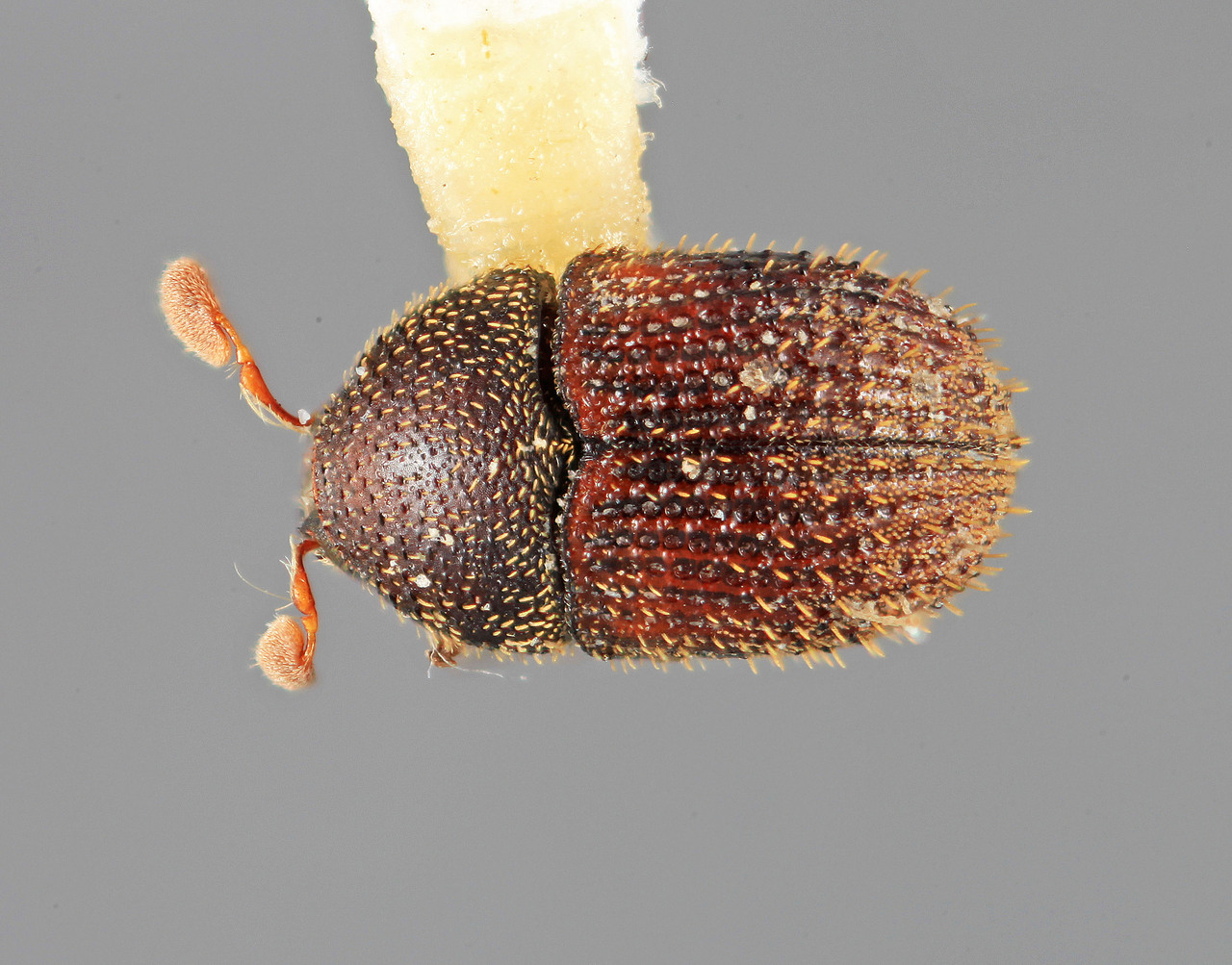 Genus / Species: Chramesus punctatus | Image Author: SM Smith | Location: Guatemala, Escuintla, Volcán Pacaya | Image Type: holotype | Collection: Entomology
