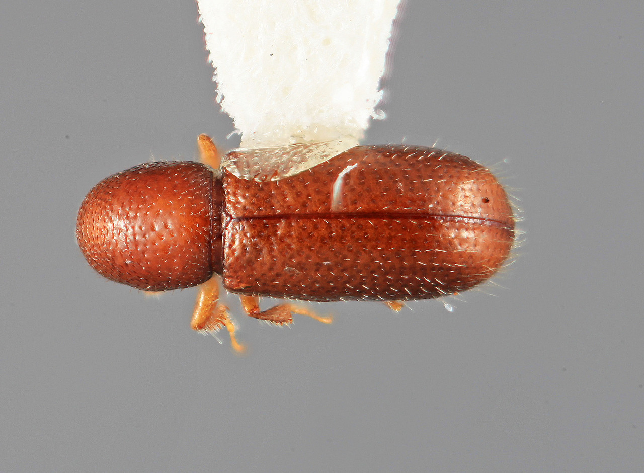Genus / Species: Lymantor alaskanus | Image Author: SM Smith | Location: United States, Alaska, Bonaza Creek (30 miles SE Fairbanks) | Image Type: holotype | Collection: Entomology