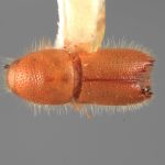 Genus / Species: <i>Acanthotomicus analogus</i> | Image Author: SM Smith | Location: Venezuela, Barinas, El Canton, 40 km E | Image Type: holotype | Collection: Entomology