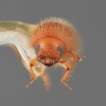 Genus / Species: <i>Acanthotomicus analogus</i> | Image Author: SM Smith | Location: Venezuela, Barinas, El Canton, 40 km E | Image Type: holotype | Collection: Entomology