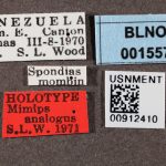 Genus / Species: <i>Acanthotomicus analogus</i> | Image Author: SM Smith | Location: Venezuela, Barinas, El Canton, 40 km E | Image Type: holotype | Collection: Entomology