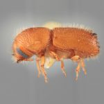 Genus / Species: <i>Acanthotomicus analogus</i> | Image Author: SM Smith | Location: Venezuela, Barinas, El Canton, 40 km E | Image Type: holotype | Collection: Entomology