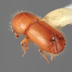 Genus / Species: <i>Acanthotomicus analogus</i> | Image Author: SM Smith | Location: Venezuela, Barinas, El Canton, 40 km E | Image Type: holotype | Collection: Entomology