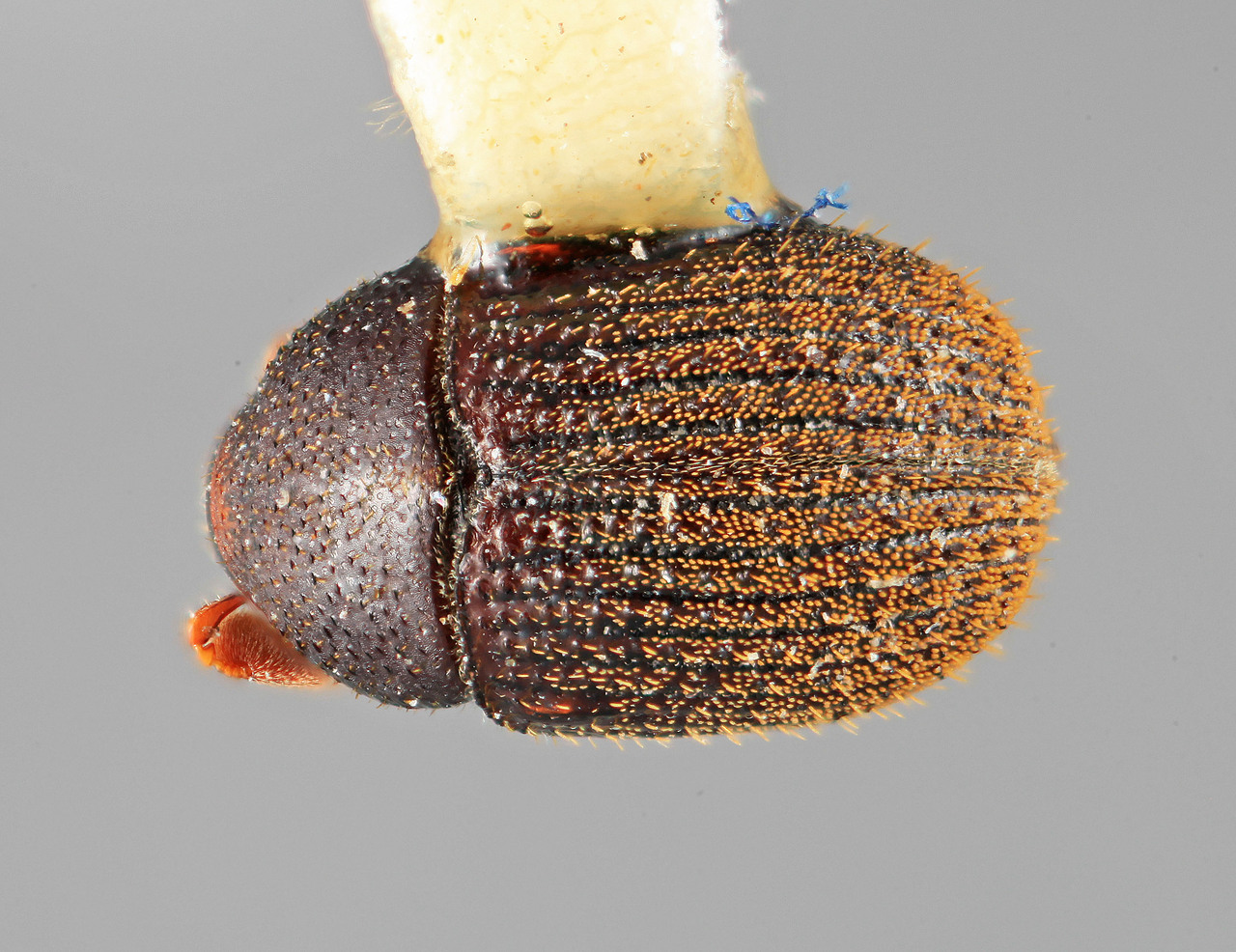 Genus / Species: Chramesus vastus | Image Author: SM Smith | Location: Panamá, Chiriquí, Cerro Punta | Image Type: holotype | Collection: Entomology
