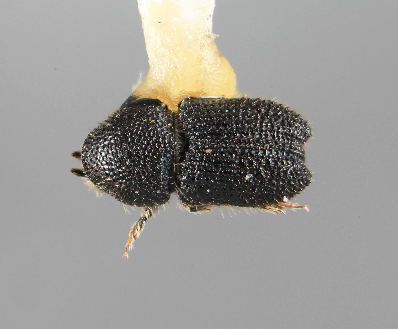 Genus / Species: Cactopinus mexicanus | Image Author: SM Smith | Location: México, Jalisco, Juchitlán, 21 mi (33 km) N | Image Type: holotype | Collection: Entomology
