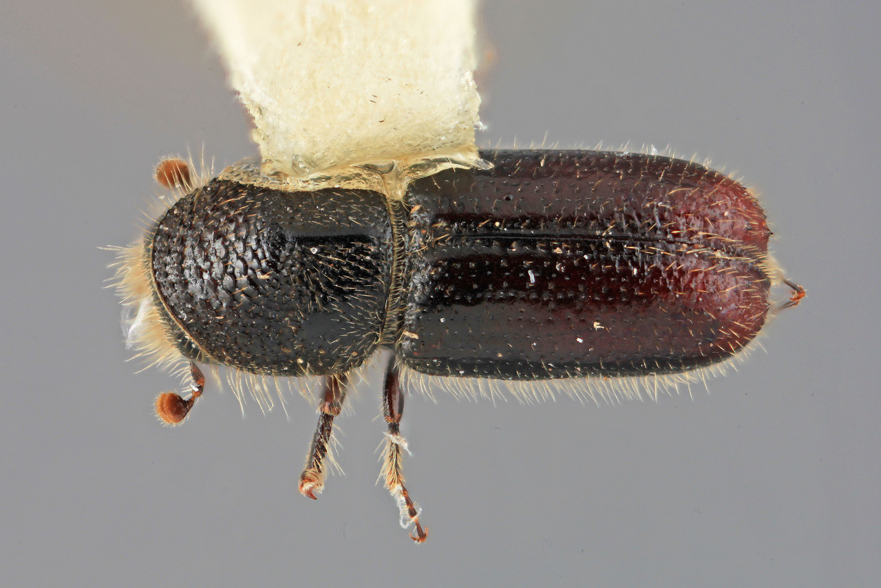 Genus / Species: Pityogenes mexicanus | Image Author: SM Smith | Location: México, México, Parque Nal. Zoquiapan | Image Type: holotype | Collection: Entomology