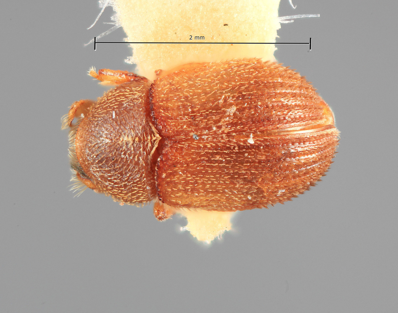 Genus / Species: Chramesus argentinae | Image Author: SM Smith | Location: Argentina, Tucumán, Tafi del Valle | Image Type: holotype | Collection: Entomology