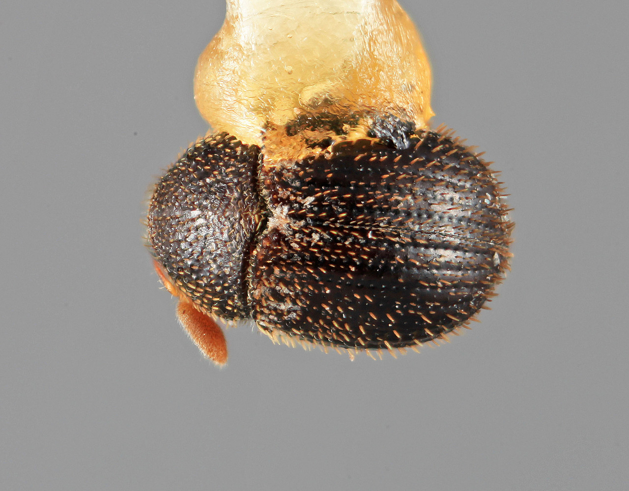 Genus / Species: Chramesus setosus | Image Author: SM Smith | Location: United States, Arizona, Madera Canyon | Image Type: holotype | Collection: Entomology