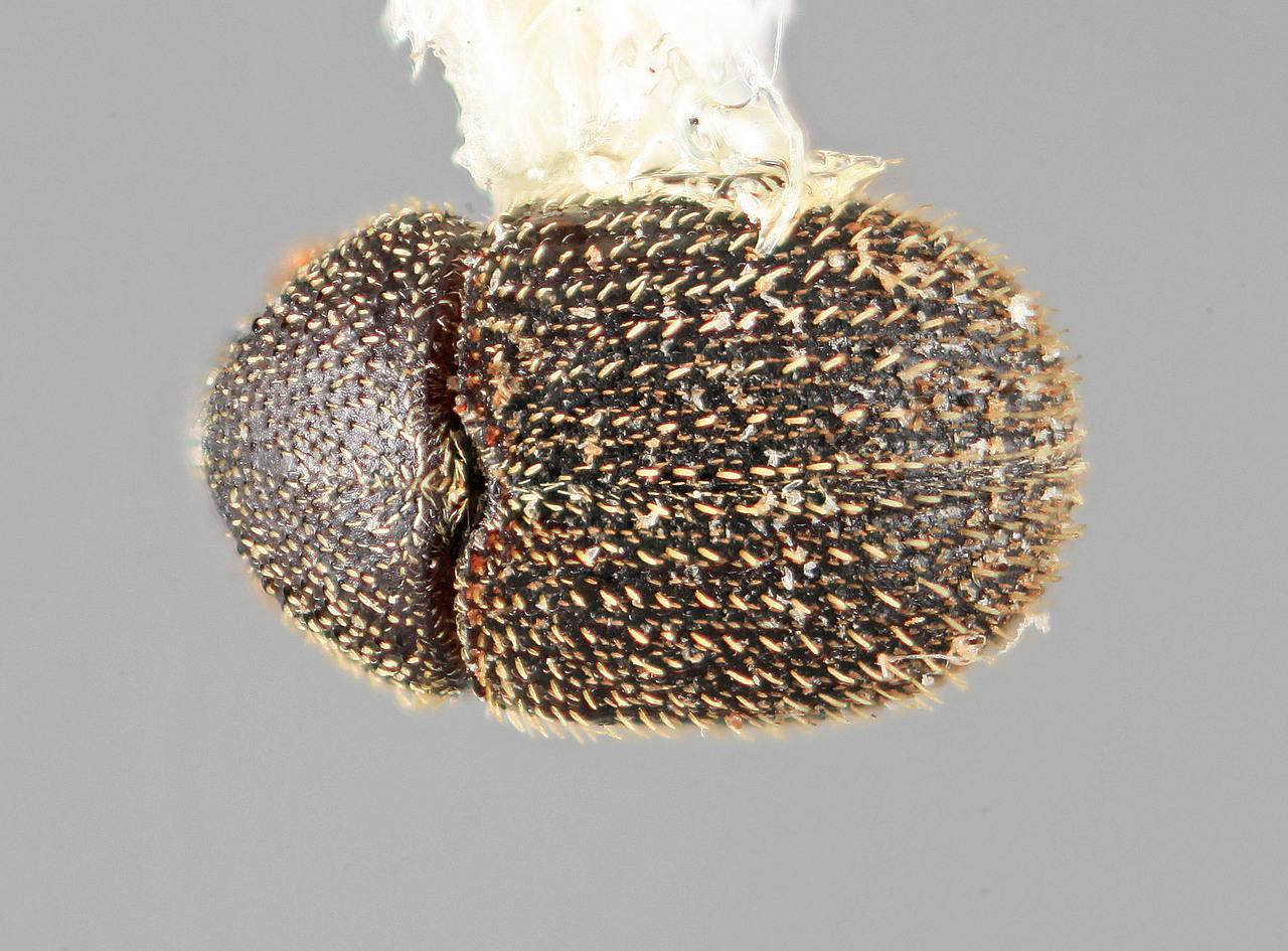 Genus / Species: Chramesus atkinsoni | Image Author: SM Smith | Location: México, Nuevo León, Cerro Chipinque | Image Type: holotype | Collection: Entomology