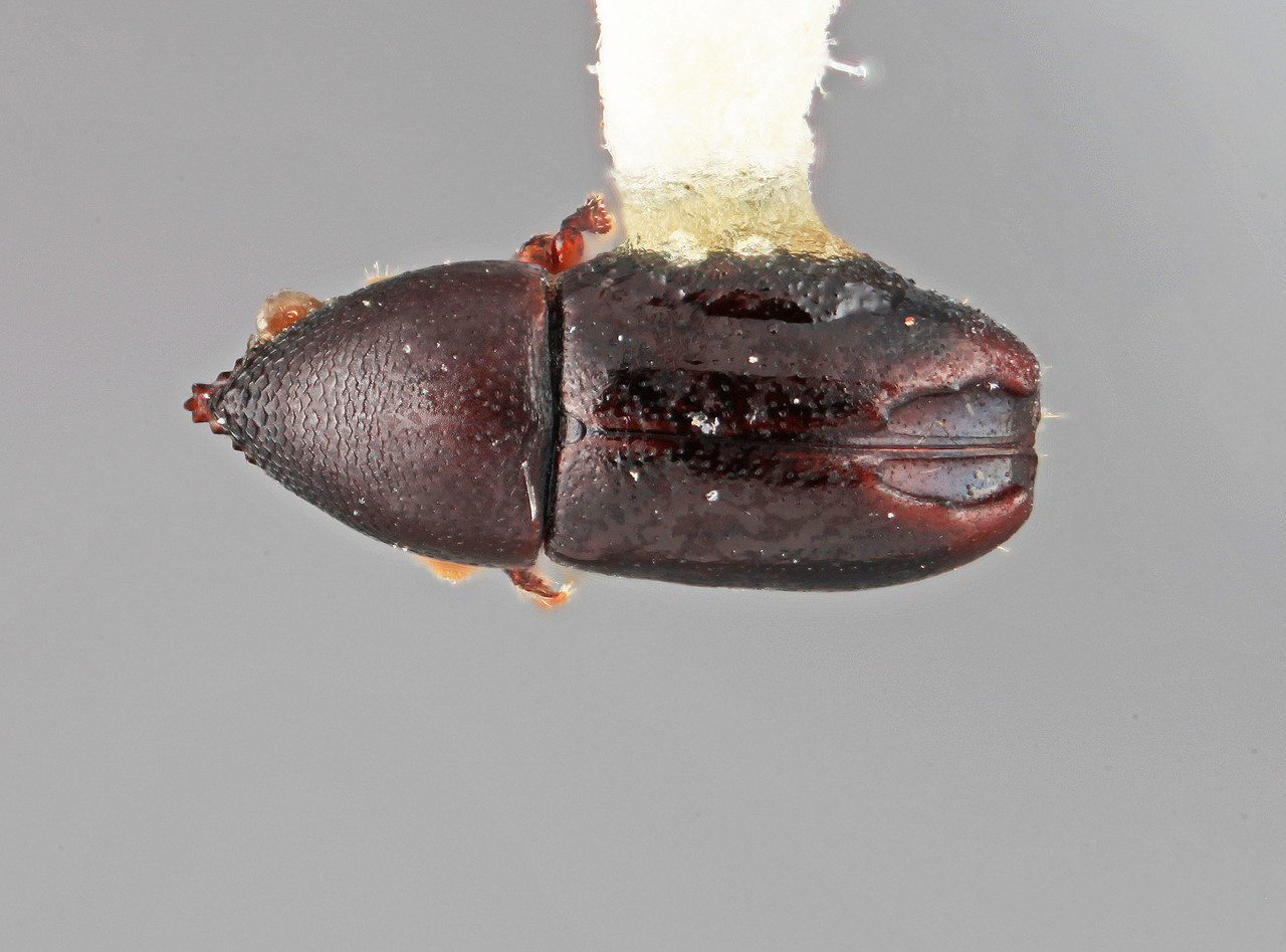 Genus / Species: Tricolus intrusus | Image Author: SM Smith | Location: Venezuela, Miranda, El Laurel Experimental Farm, 12 km SW Caracas | Image Type: holotype | Collection: Entomology