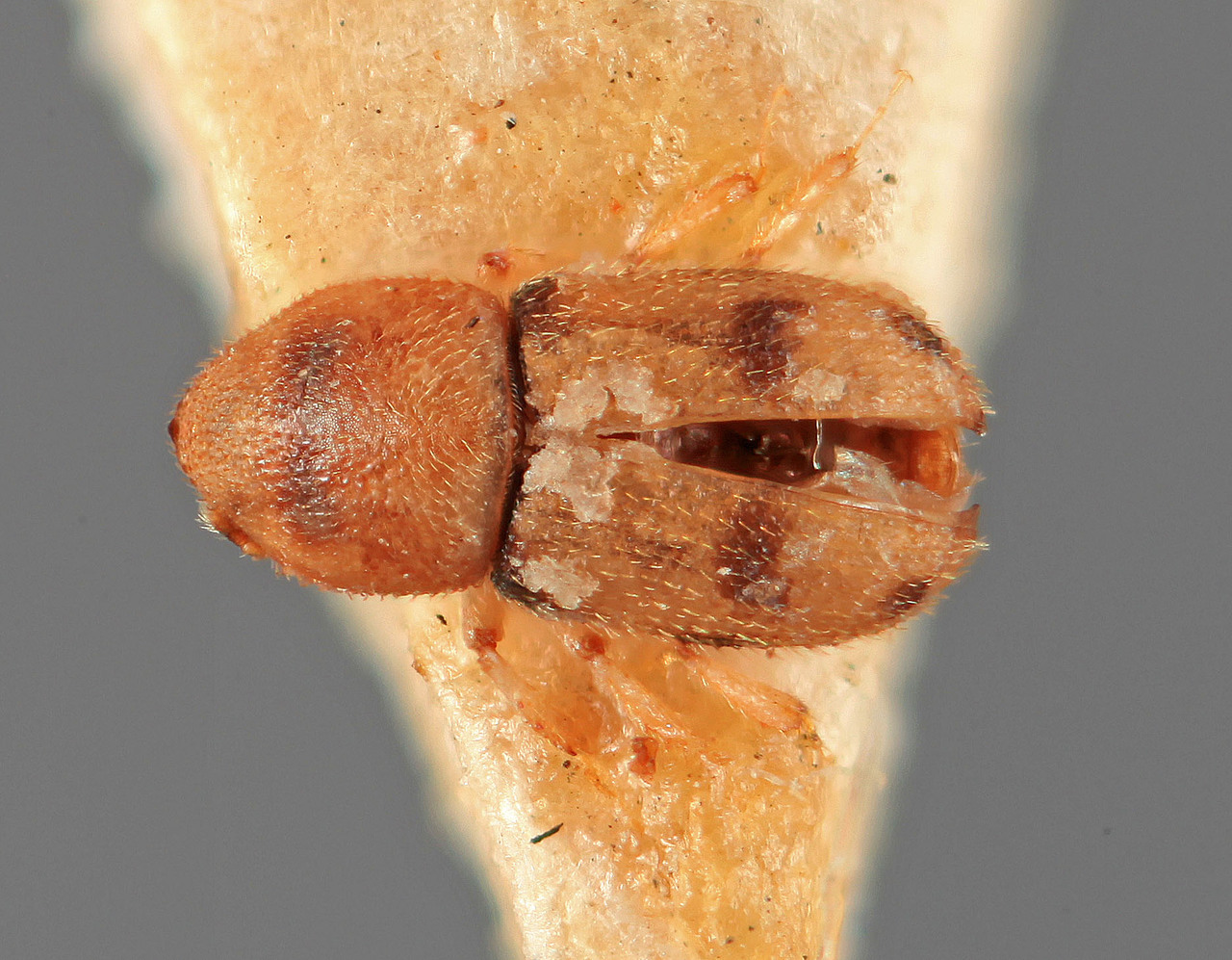 Genus / Species: Aphanarthrum reticulatum | Image Author: SM Smith | Location: India, Karnataka, Hunsur, Mysuru | Image Type: holotype | Collection: Forest Research Institute