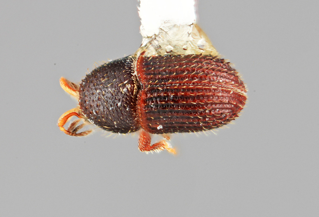 Genus / Species: Phloeotribus minor | Image Author: SM Smith | Location: Colombia, Santander, Montoya, 27 km E | Image Type: holotype | Collection: Entomology