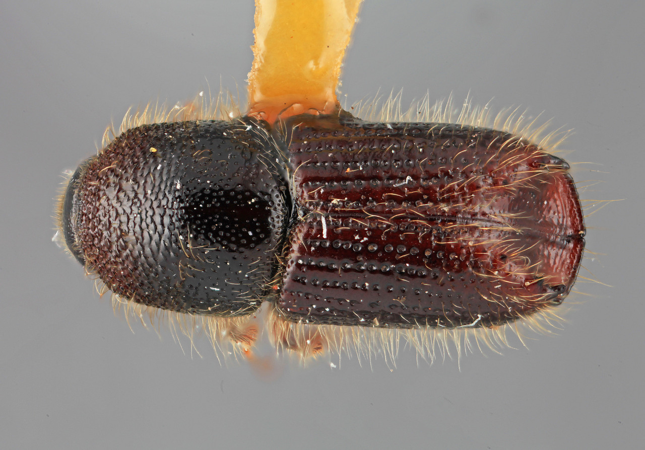 Genus / Species: Ips pilifrons utahensis | Image Author: SM Smith | Location: United States, Utah, Logan Canyon | Image Type: holotype | Collection: Entomology