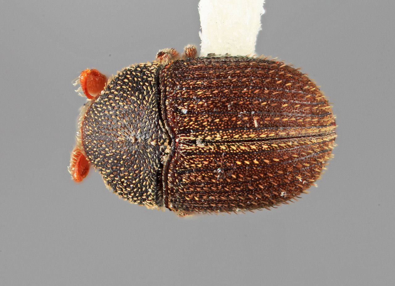 Genus / Species: Chramesus vinealis | Image Author: SM Smith | Location: Venezuela, Zulia, Cañon Zancudo, 30 km N | Image Type: holotype | Collection: Entomology