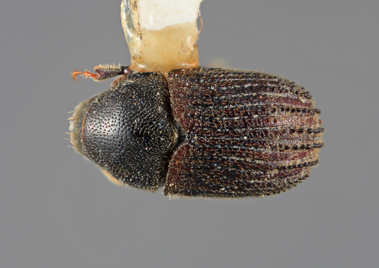 Genus / Species: Phloeosinus palearis | Image Author: SM Smith | Location: México, Chiapas, Chiapa de Corzo, 17 km E | Image Type: holotype | Collection: Entomology