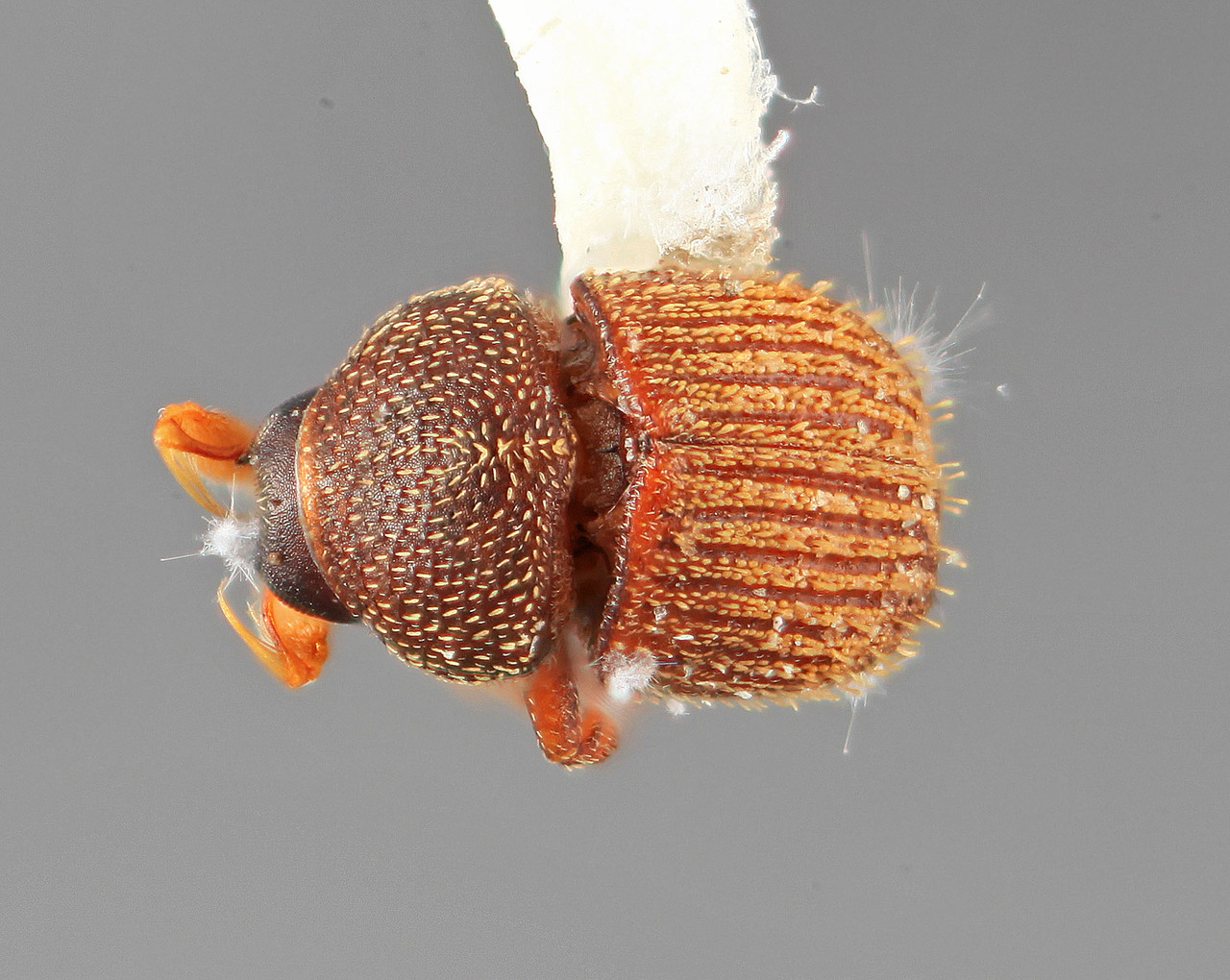 Genus / Species: Chramesus peniculus | Image Author: SM Smith | Location: Venezuela, Zulia, Cañon Zancudo, 30 km N | Image Type: holotype | Collection: Entomology