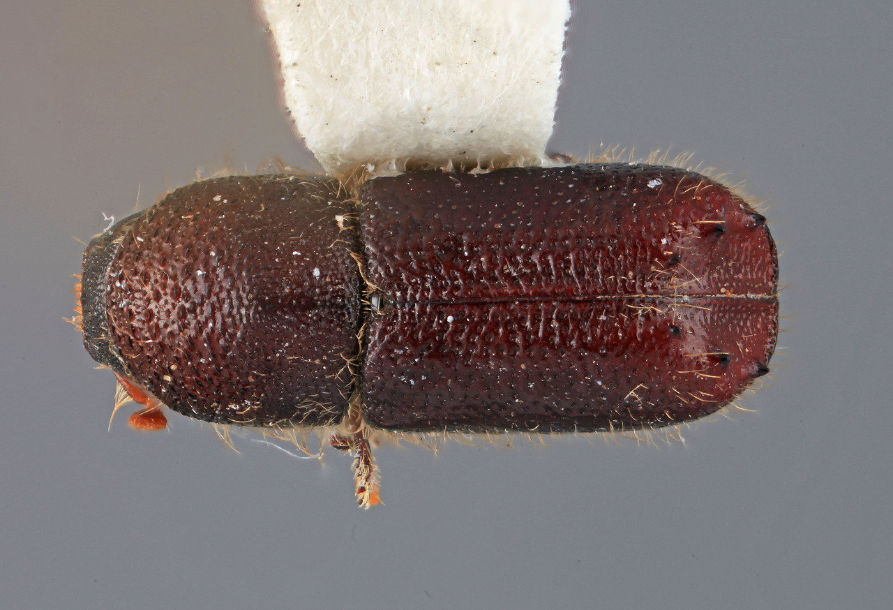 Genus / Species: Pseudips orientalis | Image Author: SM Smith | Location: China, Xizang (Tibet), Baxoi | Image Type: holotype | Collection: Institute of Zoology