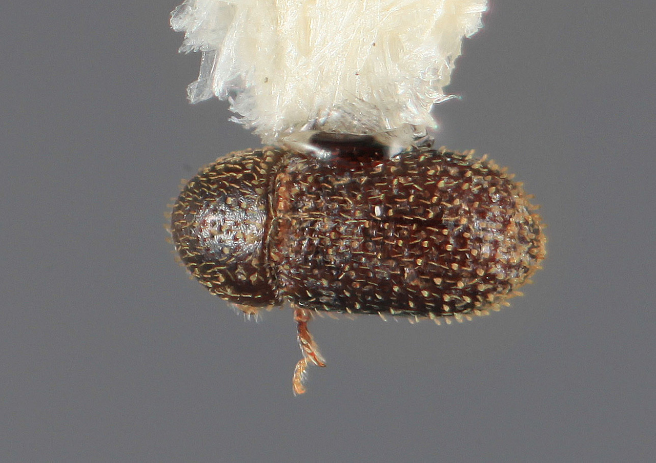 Genus / Species: Liparthrum thevetiae | Image Author: SM Smith | Location: México, Morelos, Las Piedras | Image Type: holotype | Collection: Entomology