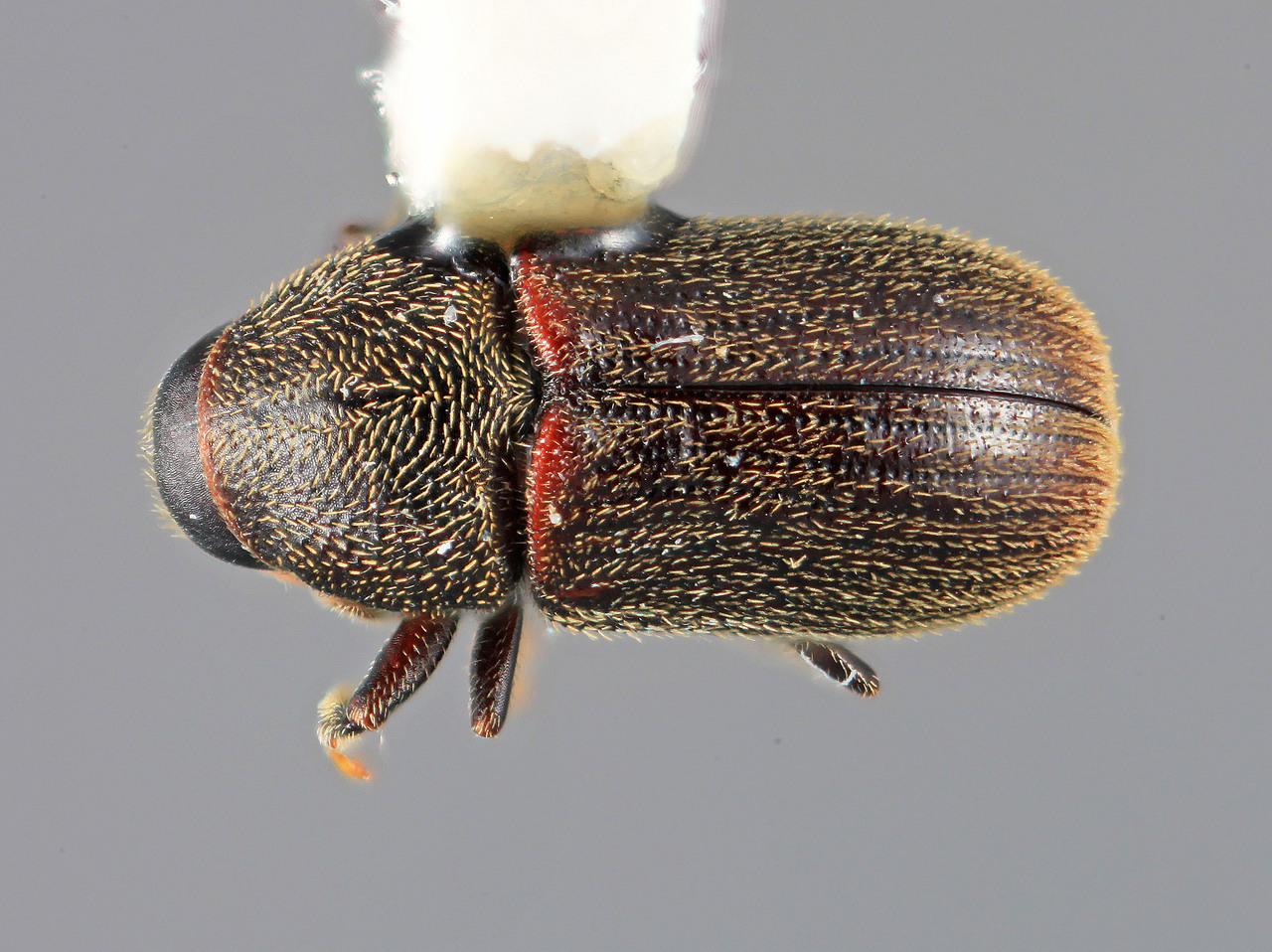 Genus / Species: Chramesus gracilis | Image Author: SM Smith | Location: Costa Rica, San José, San José | Image Type: holotype | Collection: Entomology