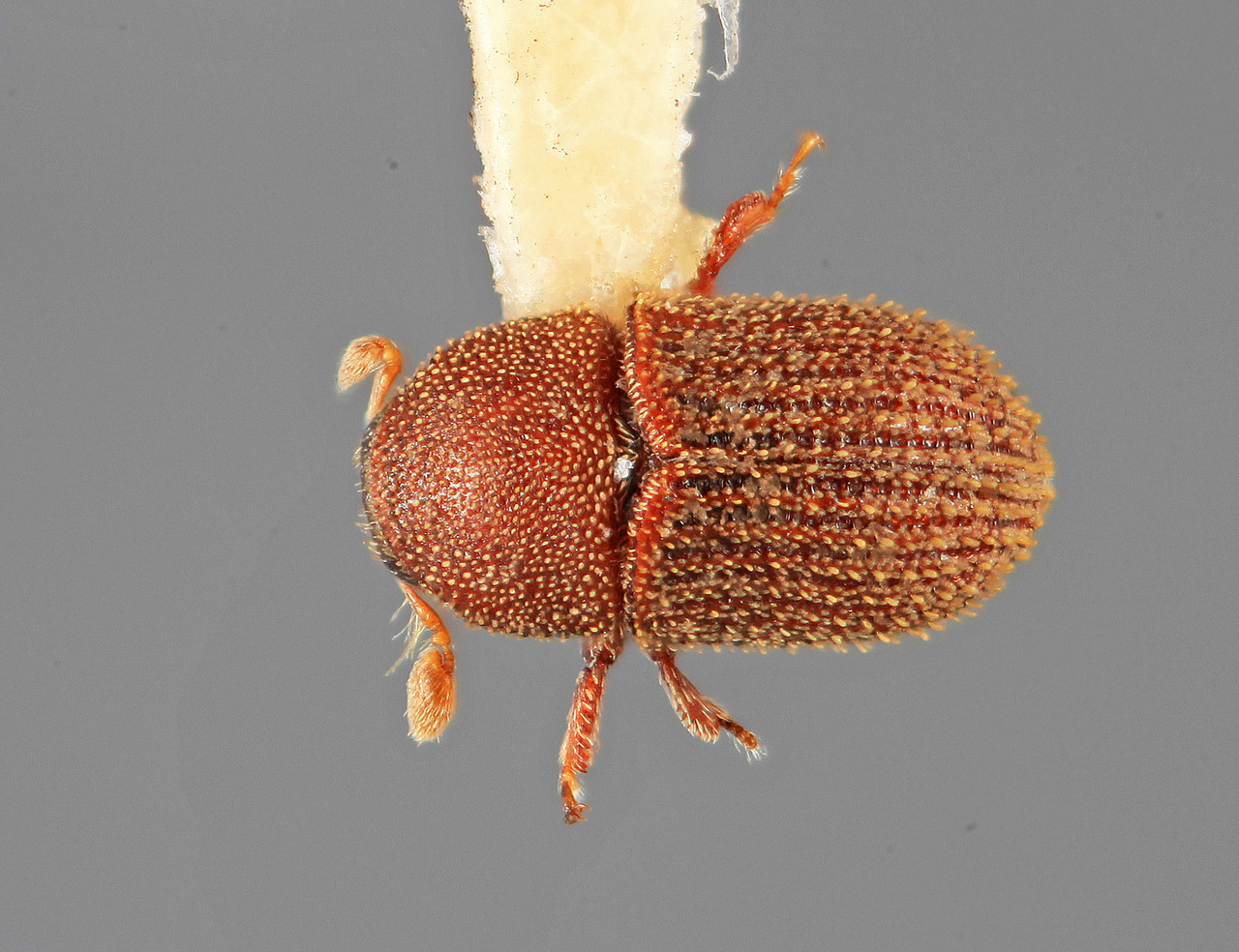 Genus / Species: Chramesus unicornis | Image Author: SM Smith | Location: México, Nayarit, Laguna Sta. Maria | Image Type: holotype | Collection: Entomology