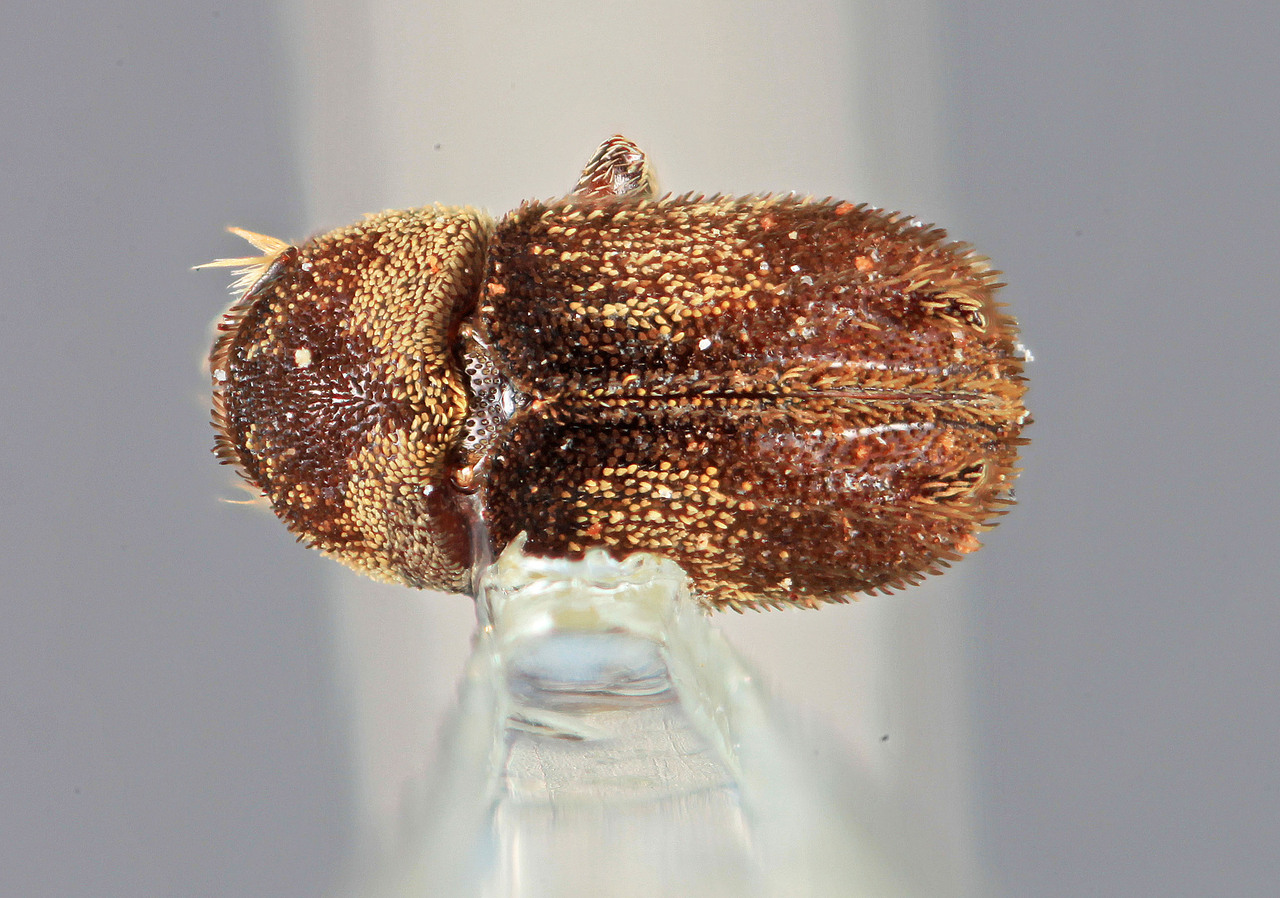 Genus / Species: Chramesus bispinus | Image Author: SM Smith | Location: Colombia, Valle del Cauca, Tenerife | Image Type: holotype | Collection: Entomology