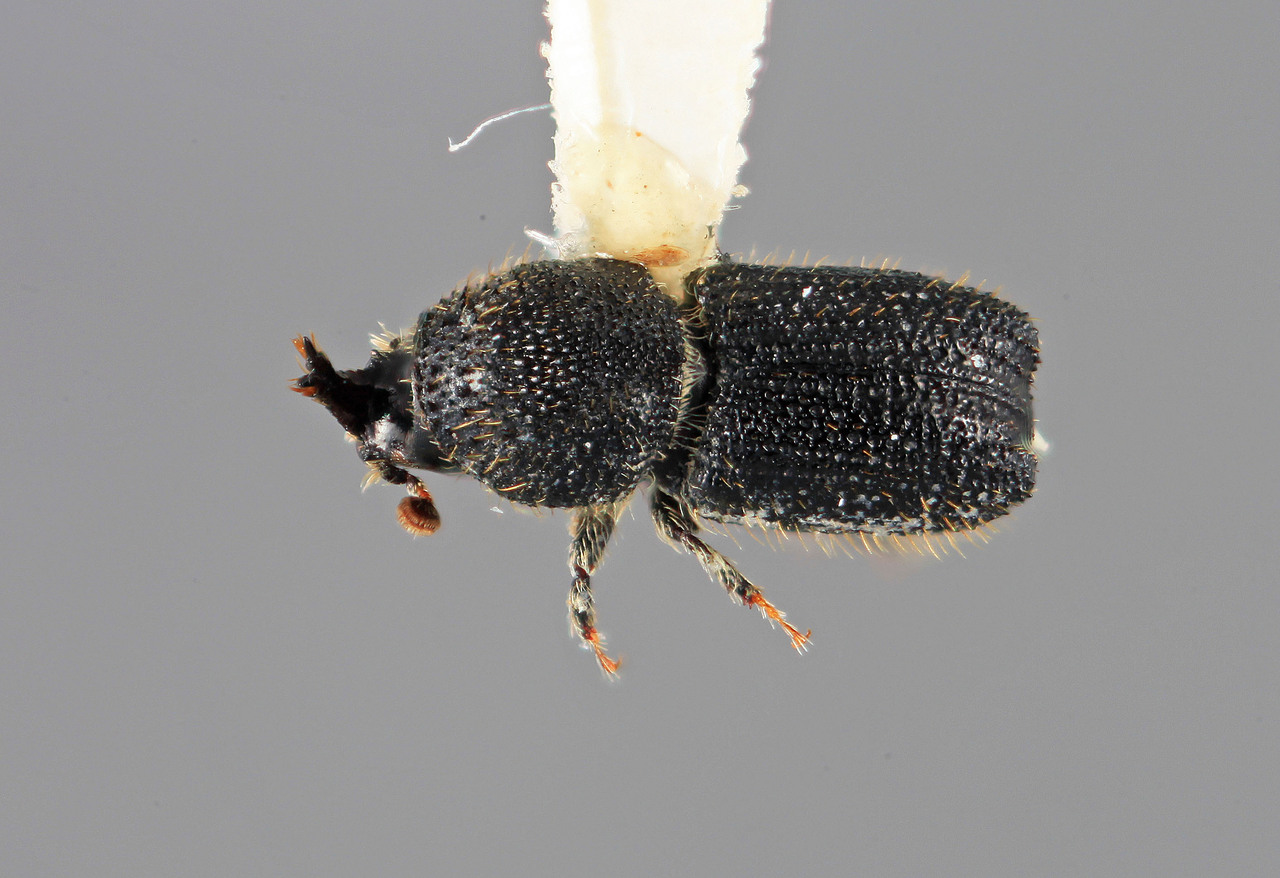 Genus / Species: Cactopinus nasutus | Image Author: SM Smith | Location: México, Puebla, Matamoros, 12 mi (19 km) SE | Image Type: holotype | Collection: Entomology