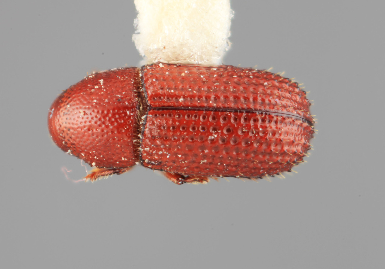Genus / Species: Cladoctonus interruptus | Image Author: SM Smith | Location: Colombia, Valle del Cauca, La Cuchilla | Image Type: holotype | Collection: Entomology