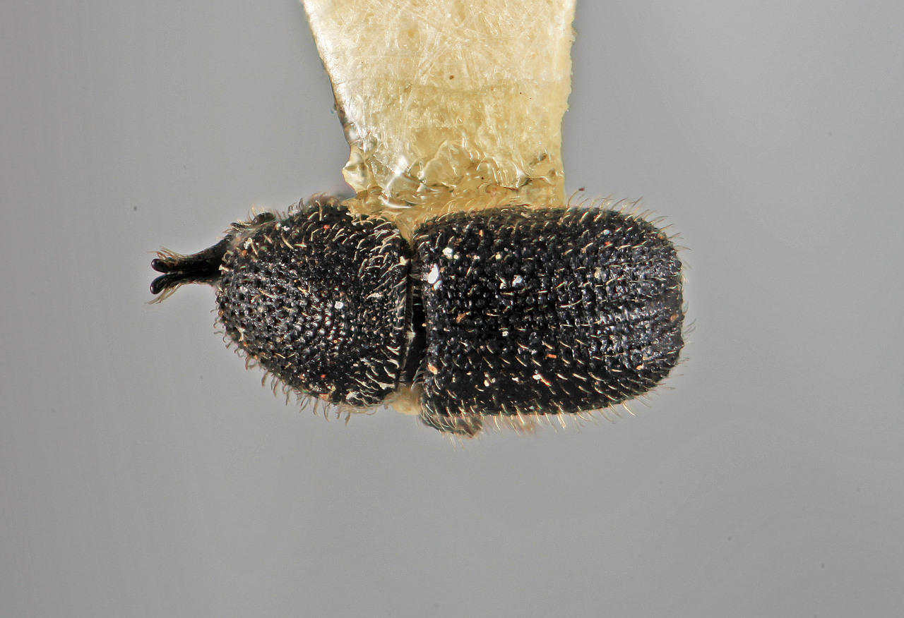 Genus / Species: Cactopinus setosus | Image Author: SM Smith | Location: México, Jalisco, Chamela | Image Type: holotype | Collection: Entomology