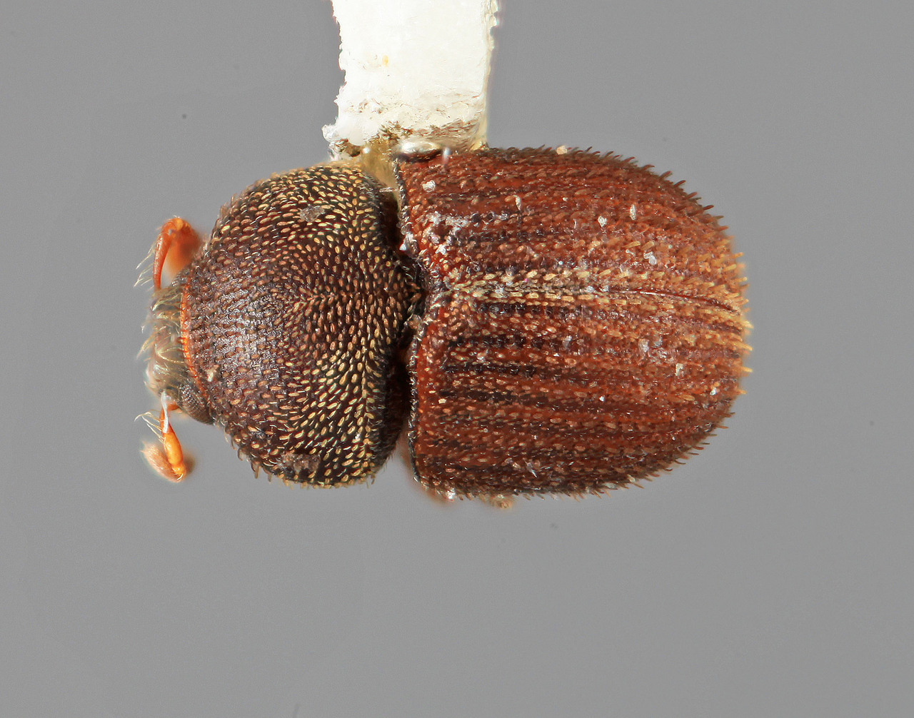Genus / Species: Chramesus orinocensis | Image Author: SM Smith | Location: Venezuela, Bolivar, El Palmar, 30 km E | Image Type: holotype | Collection: Entomology