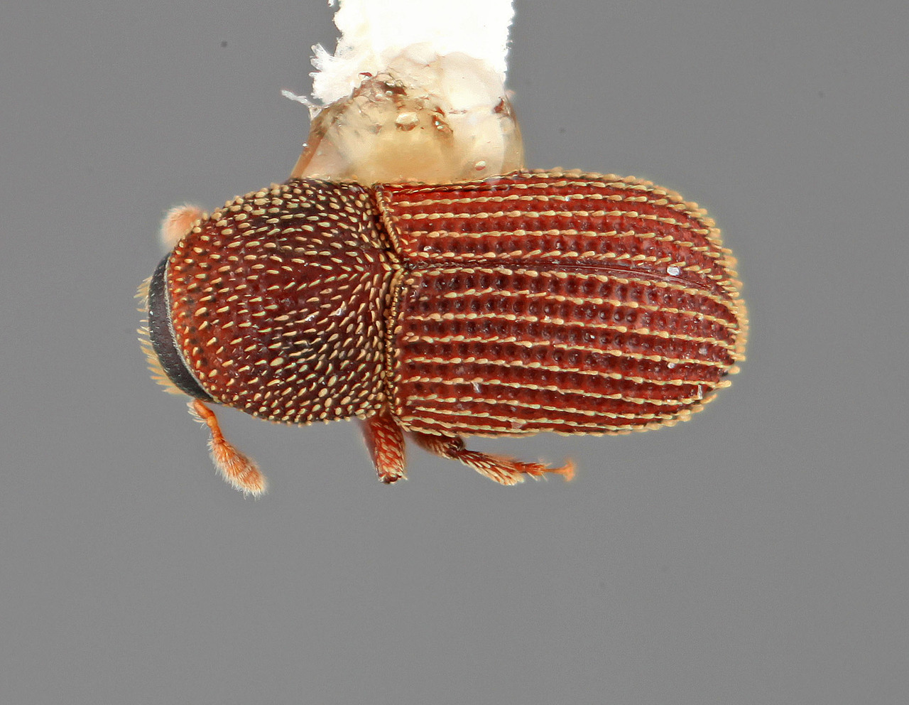 Genus / Species: Phloeosinopsioides pumilus | Image Author: SM Smith | Location: New Guinea, Bulolo, Morobe | Image Type: holotype | Collection: Entomology