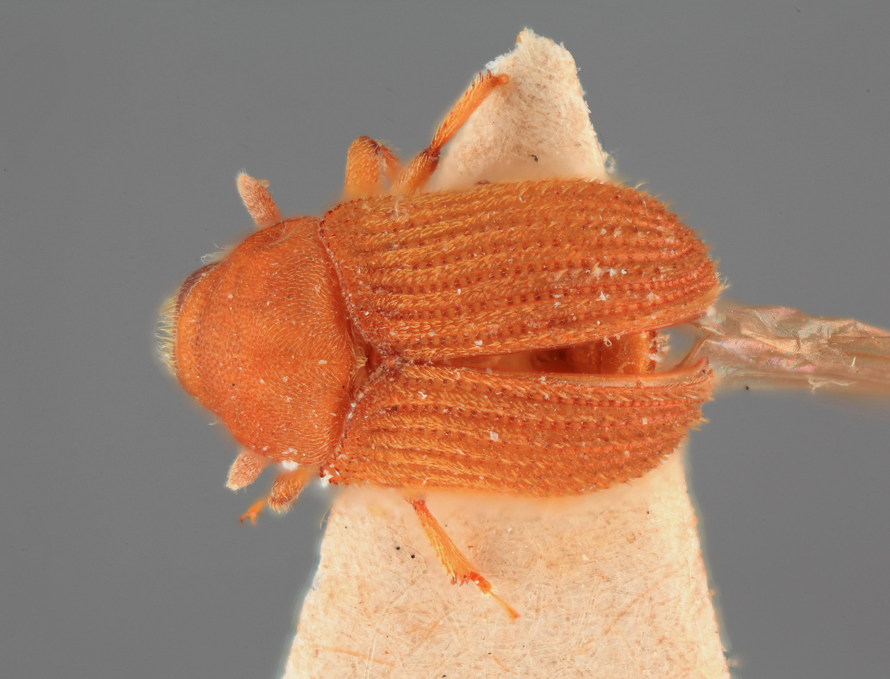 Genus / Species: Phloeosinus phoebe | Image Author: SM Smith | Location: India, Uttar Pradesh, Nauri, Landsdowne | Image Type: holotype | Collection: Entomology