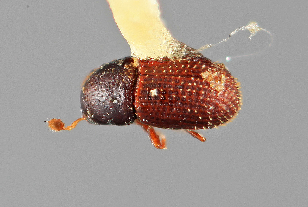 Genus / Species: Liparthrum tinianensis | Image Author: SM Smith | Location: Marianna Islands, Tinian Island, south end | Image Type: holotype | Collection: Entomology