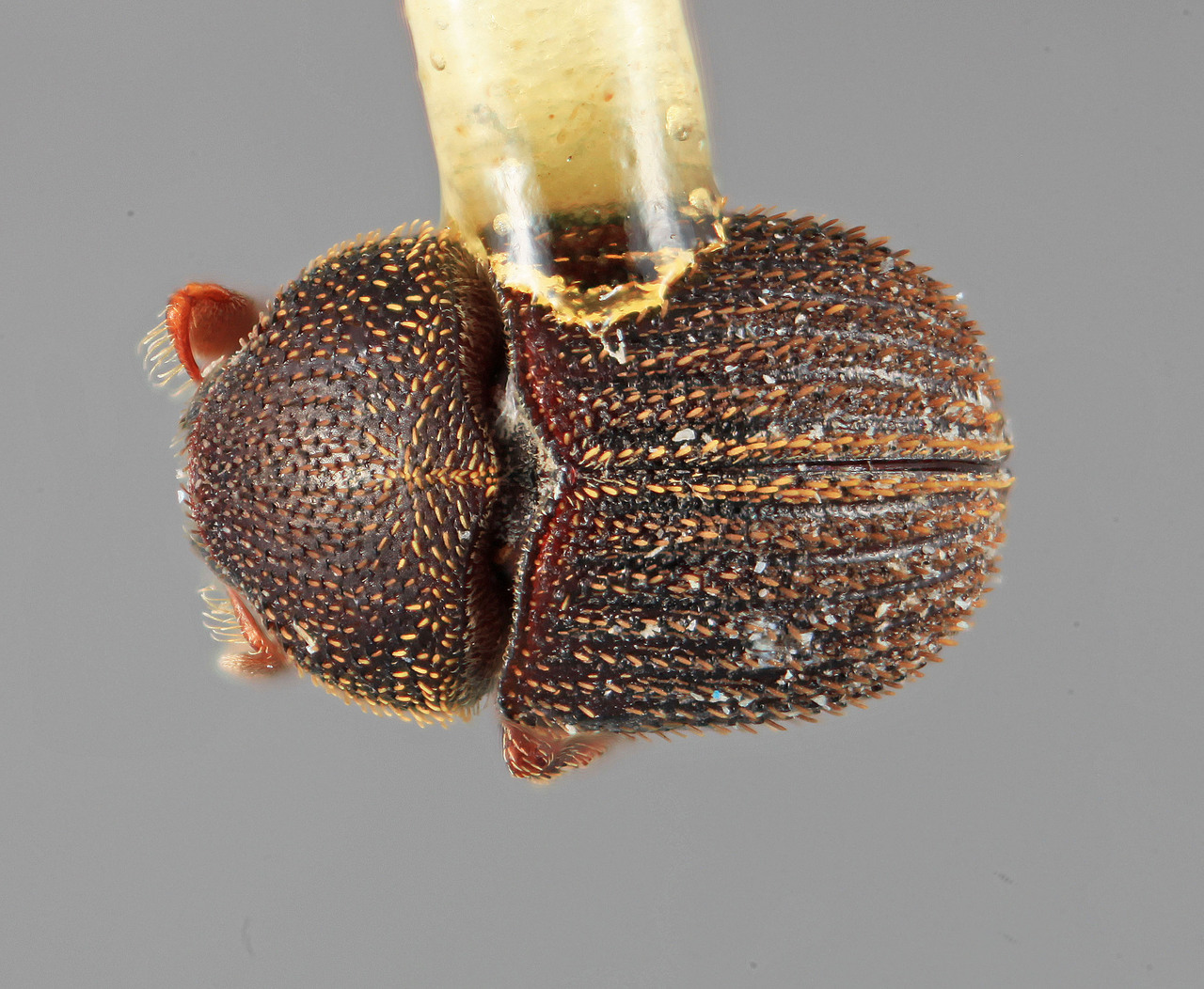 Genus / Species: Chramesus imporcatus | Image Author: SM Smith | Location: Venezuela, Barinas, Socopo, 7 km NW | Image Type: holotype | Collection: Entomology