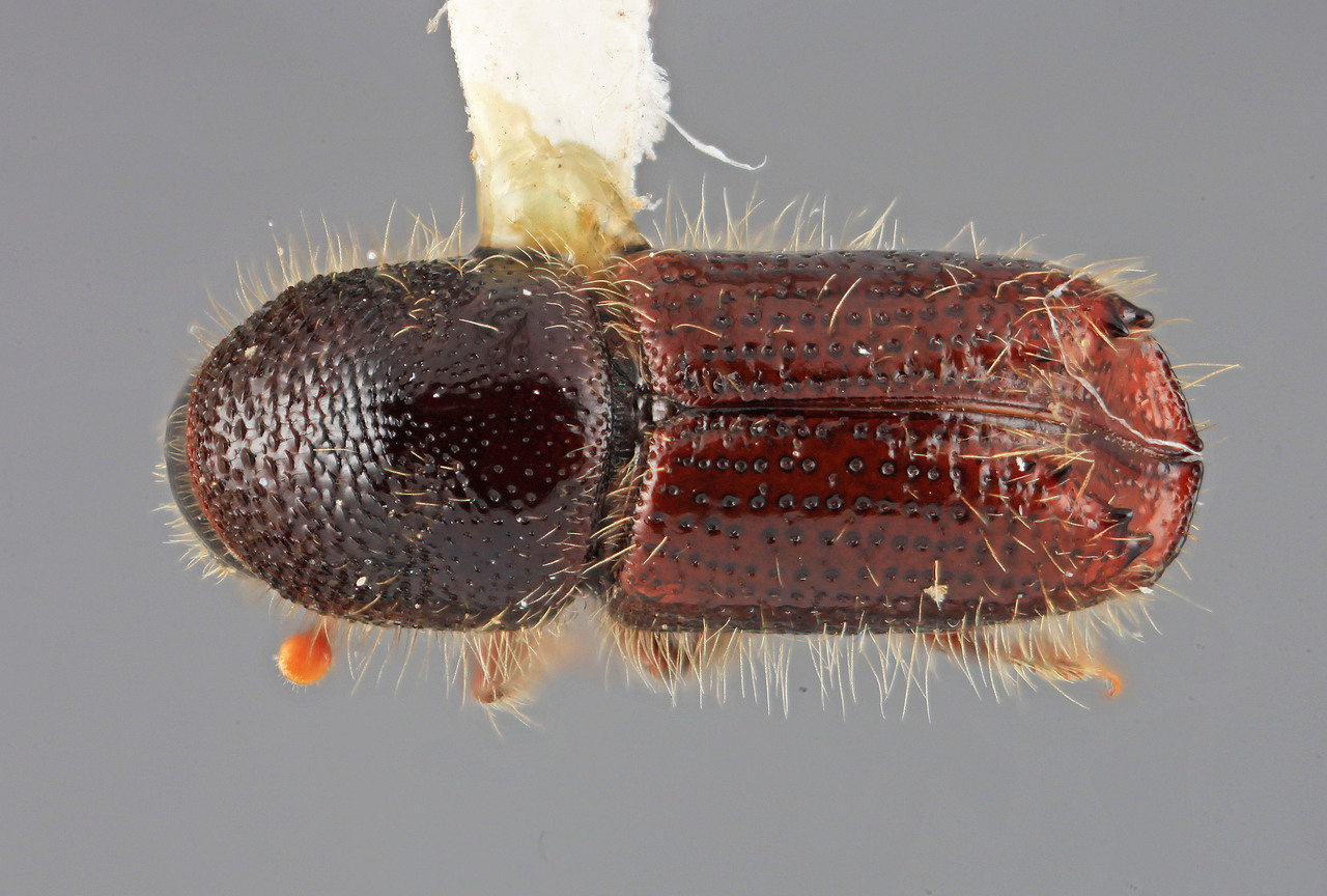 Genus / Species: Ips borealis lanieri | Image Author: SM Smith | Location: United States, South Dakota, Brownsville, 1 mi S | Image Type: holotype | Collection: Entomology