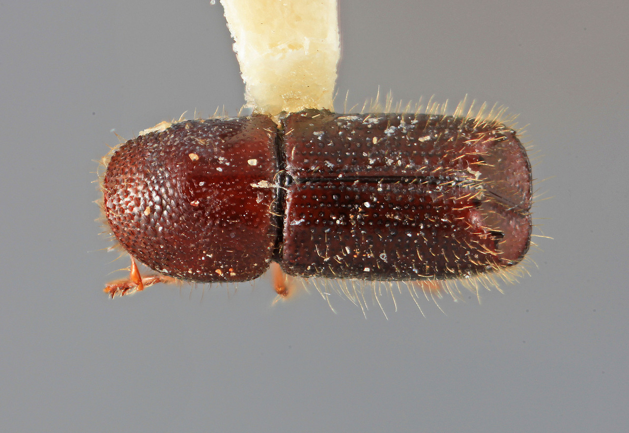 Genus / Species: Acanthotomicus fortis | Image Author: SM Smith | Location: Costa Rica, Guanacaste, Finca Taboga, 15 km SW Cañas | Image Type: holotype | Collection: Entomology