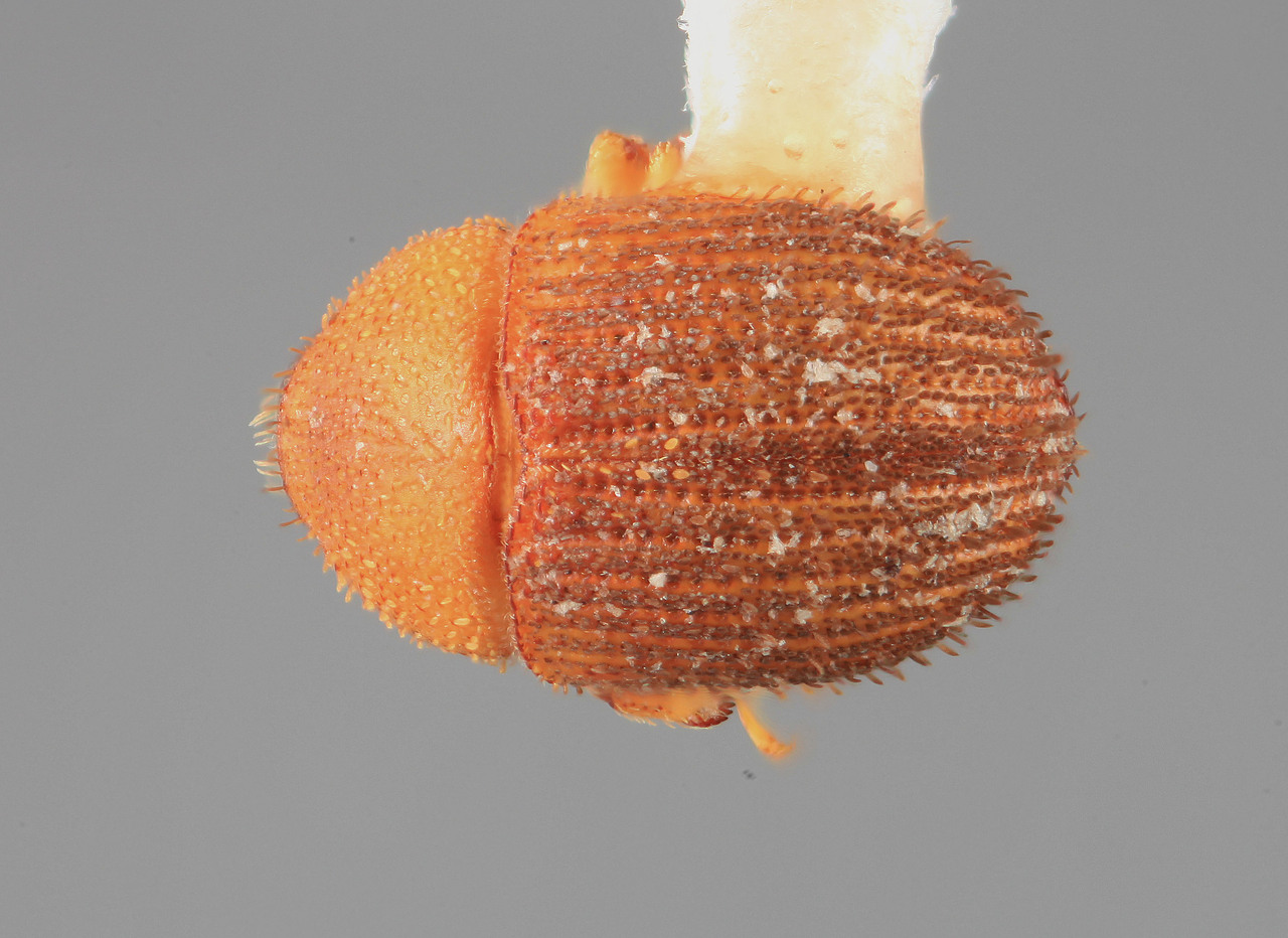 Genus / Species: Chramesus strigilis | Image Author: SM Smith | Location: Venezuela, Mérida, La Carbonera, 50 km NE Merida | Image Type: holotype | Collection: Entomology