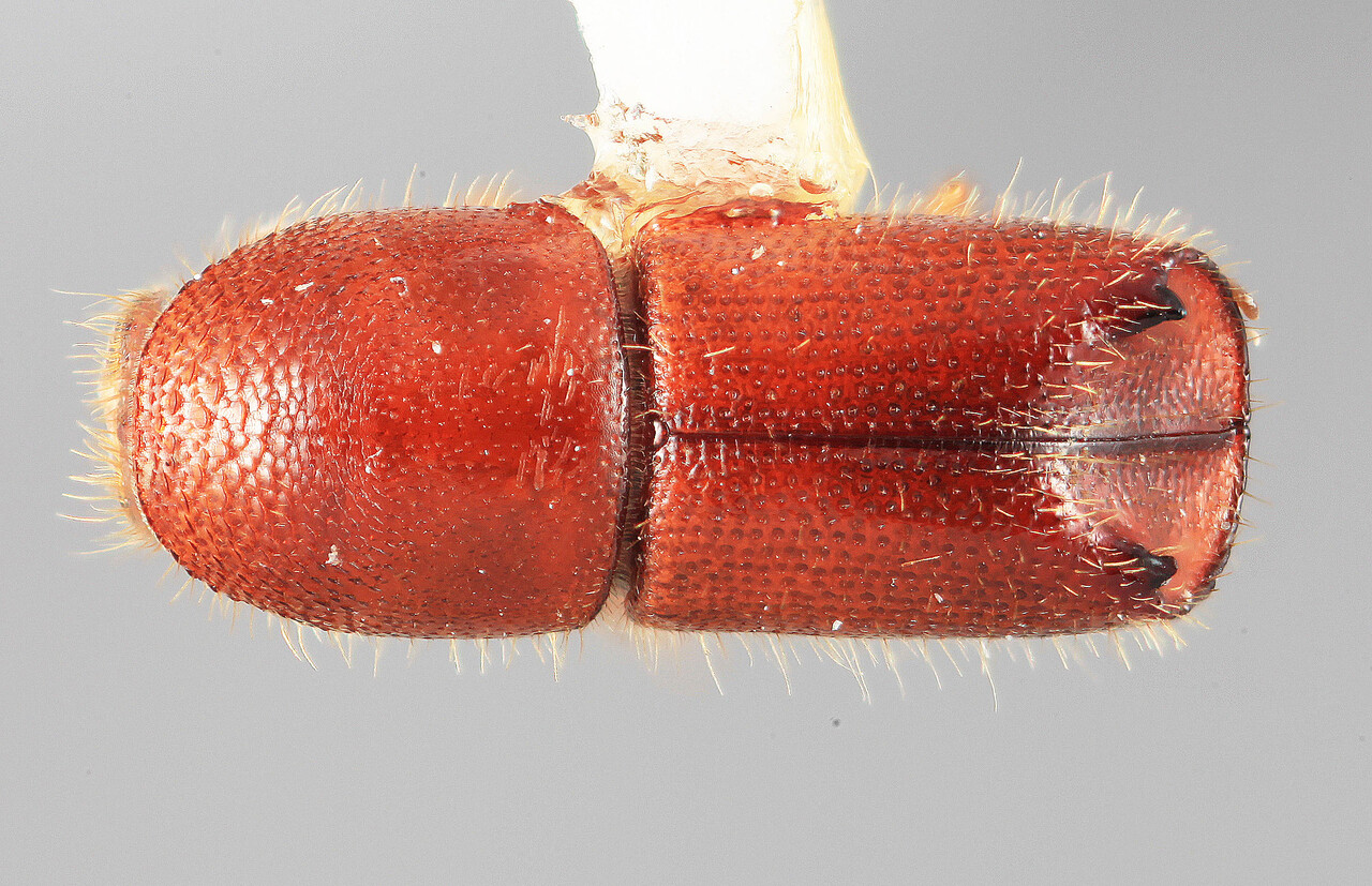 Genus / Species: Acanthotomicus bidentis | Image Author: SM Smith | Location: Colombia, Valle del Cauca, Colonia, 8 km S | Image Type: holotype | Collection: Entomology